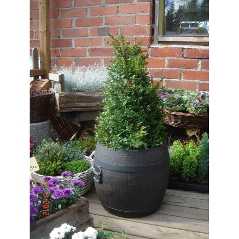 Саксия Буренце средна М