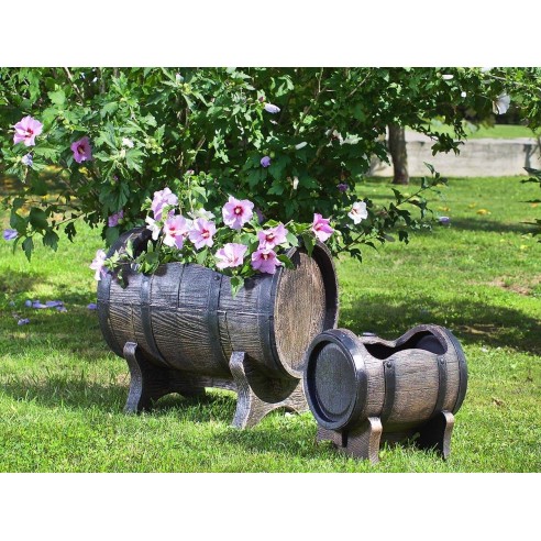 Саксия Салса голяма L