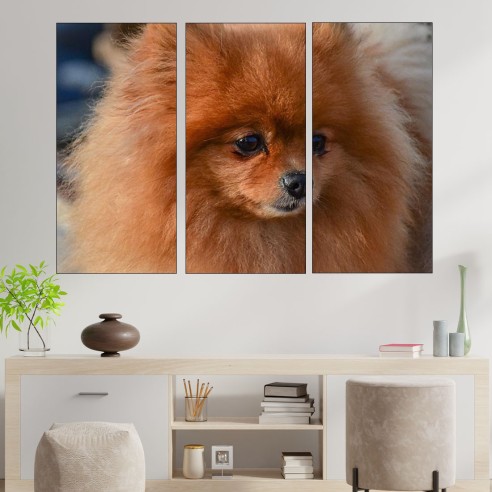 Сладък померан портрет - картина пано за стена - 2