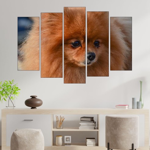 Сладък померан портрет - картина пано за стена - 3