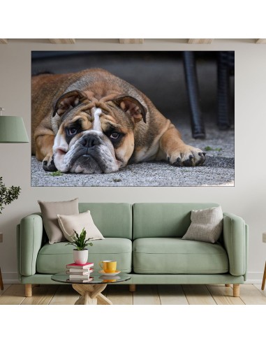 Портрет на легнало куче булдог - картина пано за стена - 1