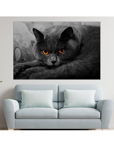Британска дългокосместа котка - картина пано за стена - 1