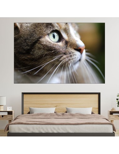 Макро снимка на коте - картина за стена - 1