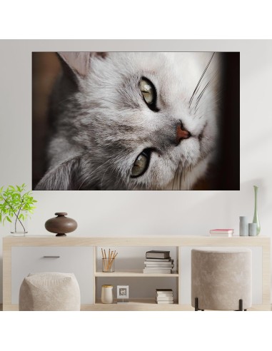 Сива котка в близък план - картина пано за стена - 2