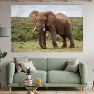 Африкански слон в саваната - картина пано за стена - 2