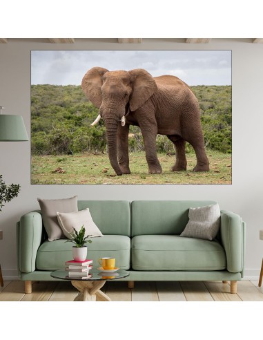Африкански слон в саваната - картина пано за стена - 2