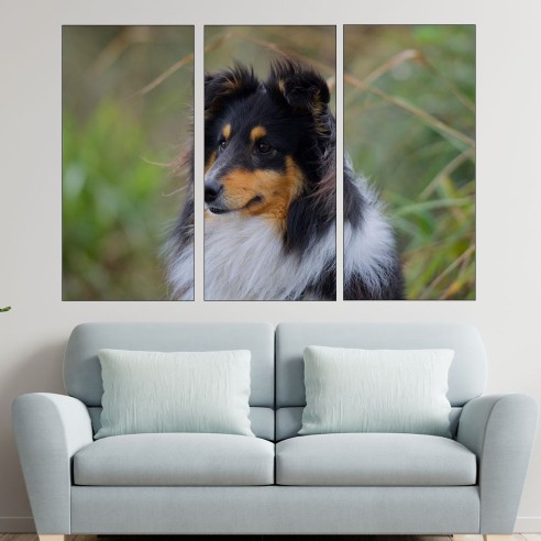 Портрет на Шотландска овчарка - картина пано за стена - 2