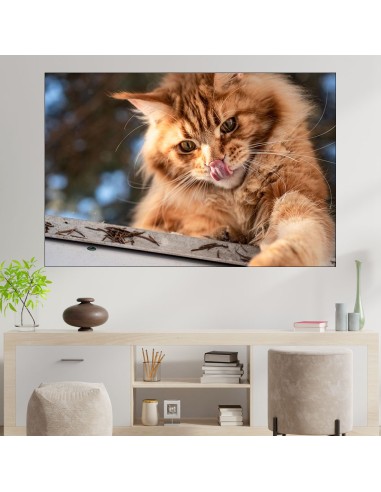 Коте и джинджифил - картина пано за стена - 1