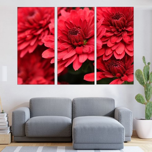 Червени хризантеми - близък план - картина пано за стена - 1