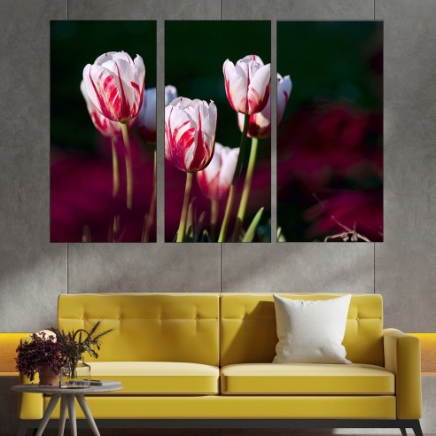 Червено-бели лалета - картина пано за стена - 2