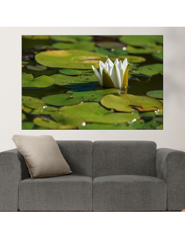 Бяла водна лилия във водата - картина пано за стена - 1