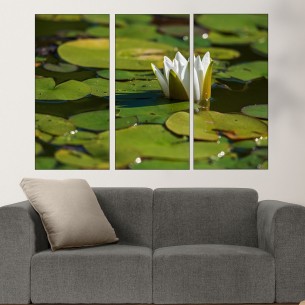 Бяла водна лилия във водата - картина пано за стена - 1 2