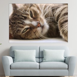 Легнала домашна котка - картина пано за стена - 1