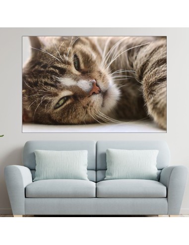 Легнала домашна котка - картина пано за стена - 1