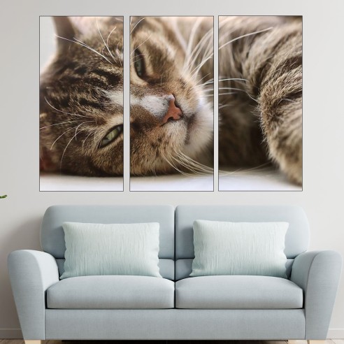 Легнала домашна котка - картина пано за стена - 2