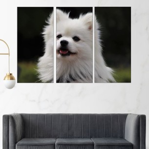 Потрет на пухкав шпиц - картина пано за стена - 1 2