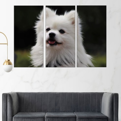 Потрет на пухкав шпиц - картина пано за стена - 2