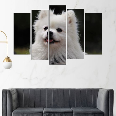 Потрет на пухкав шпиц - картина пано за стена - 3