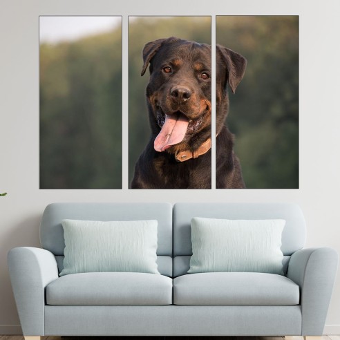 Близък кадър на ротвайлер - картина пано за стена - 2
