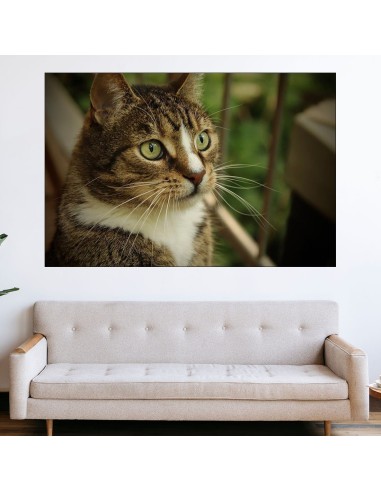 Портрет на домашна котка  - картина пано за стена - 1