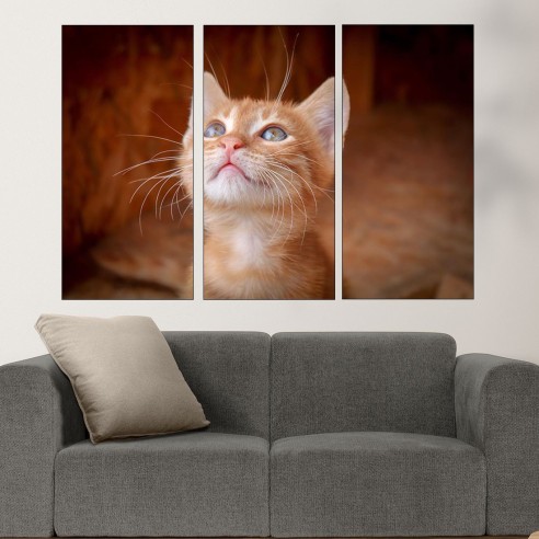 Малко оренжево коте  - картина пано за стена - 2