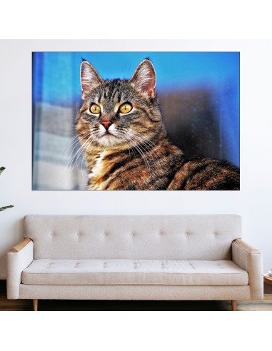Портрет на улична котка - картина пано за стена - 1