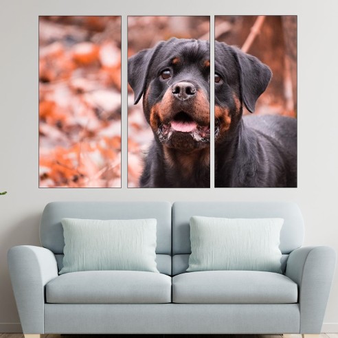 Портрет на малък ротвайлер - картина пано за стена - 1