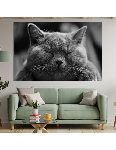 Дремеща сива котка - картина пано за стена - 2