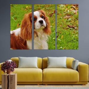 Шпаньол в близък план - картина пано за стена - 1 2