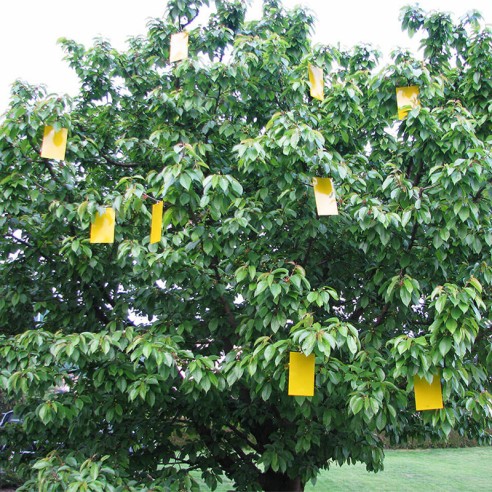 Лепящи жълти листове за защита от насекоми Bio Plantella- 10 бр. - 3