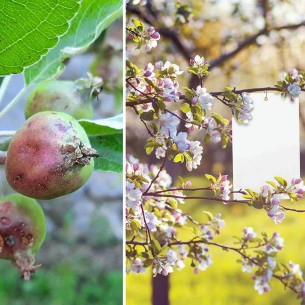 Лепящи бели листове за защита от насекоми Bio Plantella- 10 бр. - 1 2