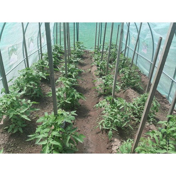Оранжерия тунелна My garden, 6х3х2м, РЕ, с 12 прозореца и 2врати - 4
