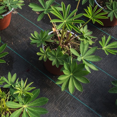 Покривало против плевели тъкан текстил 0.6х10 м черно BRADAS ➤ топ цена ➤ dshome.bg