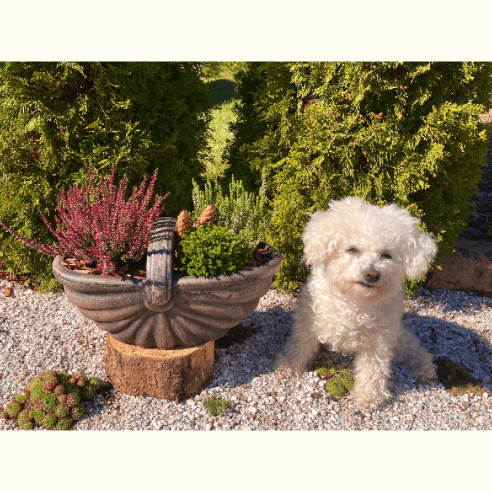 Саксия Кошница малка S ROTO ➤ топ цена ➤ dshome.bg