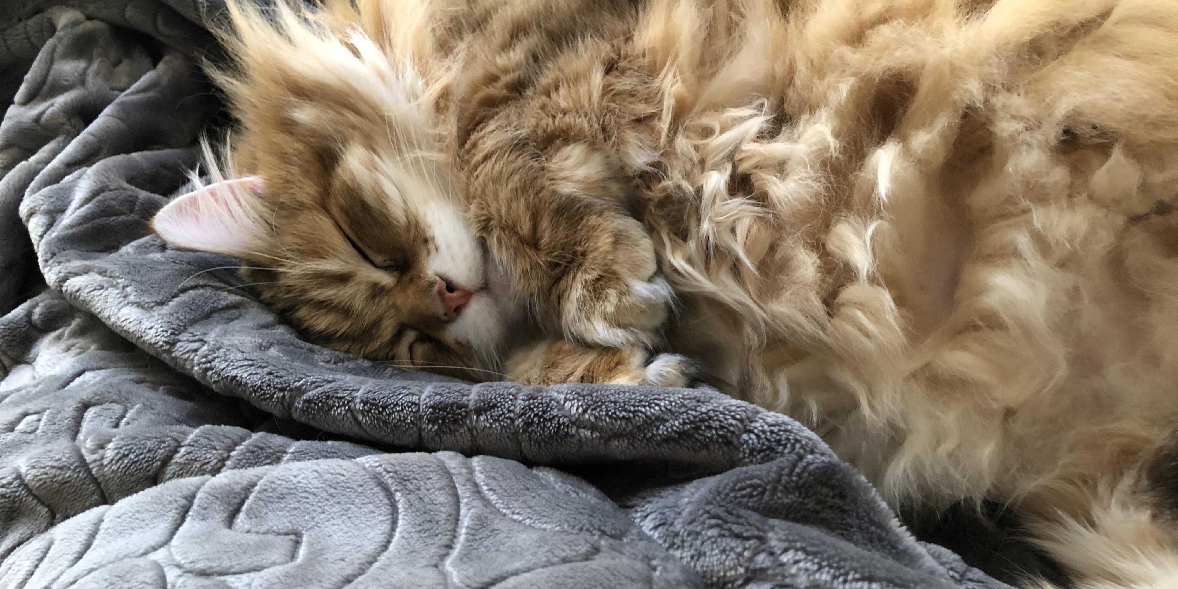 Шатра за изложения и панаири