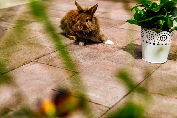 Бетонни блокчета - 20х10х6 - VIENA - PETRA PAVAJE - Image 4