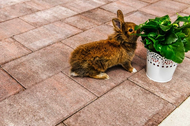 Бетонни блокчета - 20х10х6 - VIENA - PETRA PAVAJE - Image 5