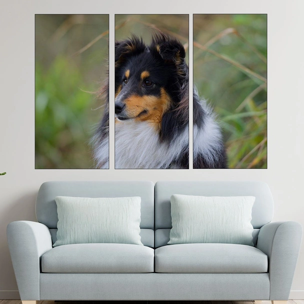 Портрет на Шотландска овчарка - картина пано за стена - Image 2