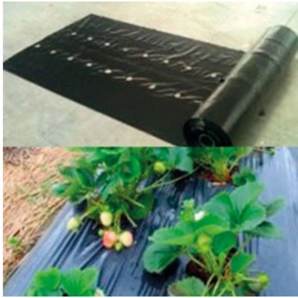 Найлон за ягоди - черен