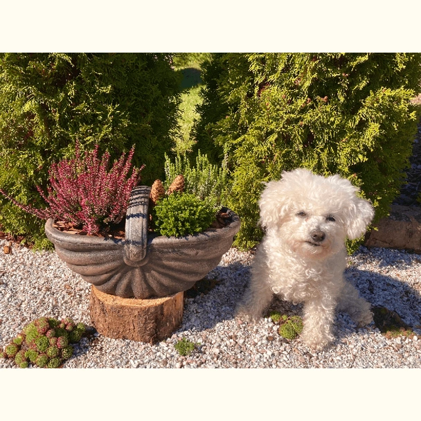 Саксия Кошница малка S ROTO - Image 5