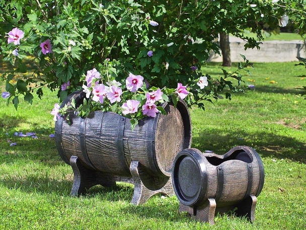 Саксия  Салса средна М - Image 2