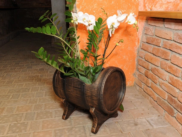 Саксия  Салса средна М - Image 5