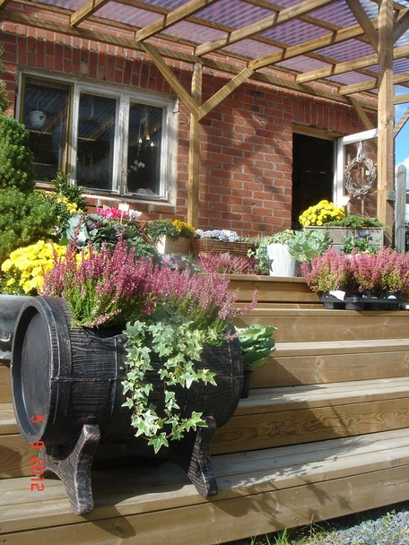 Саксия  Салса средна М - Image 6