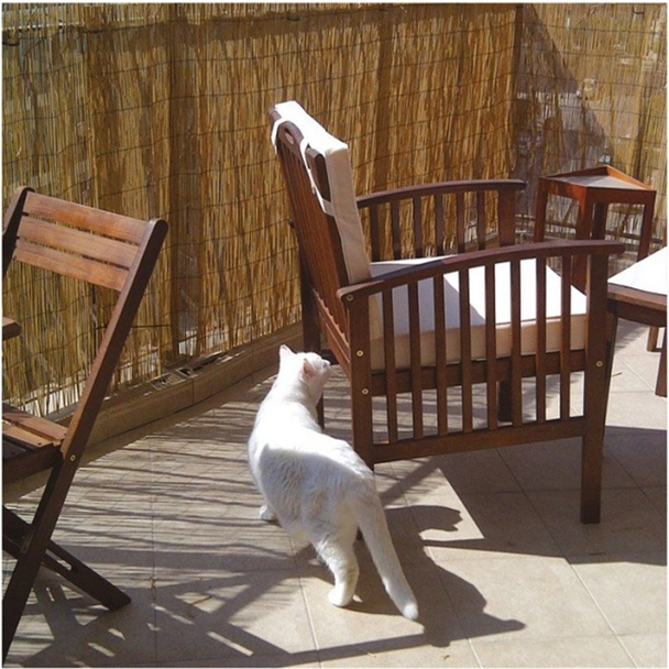 Покривало за огради тръстика 150x300 см - Image 3