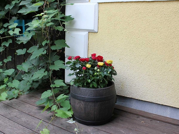 Саксия Буренце малка S ROTO - Image 4