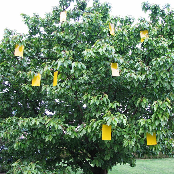 Лепящи жълти листове за защита от насекоми 10 бр. BIO PLANTELLA - Image 3