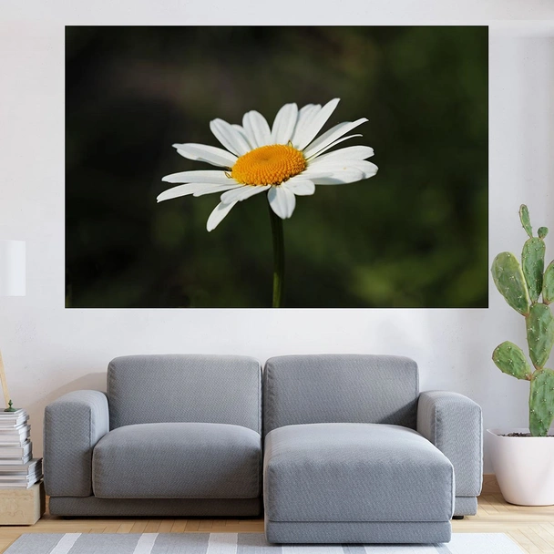 Цъфнала бяла маргаритка - картина пано за стена