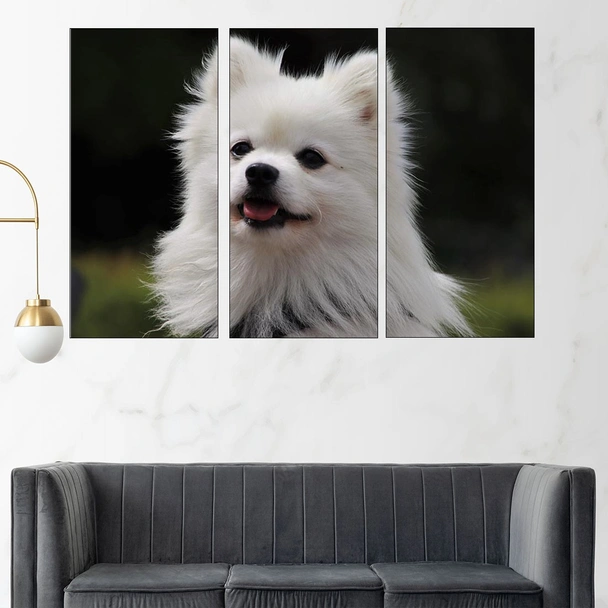 Потрет на пухкав шпиц - картина пано за стена - Image 2