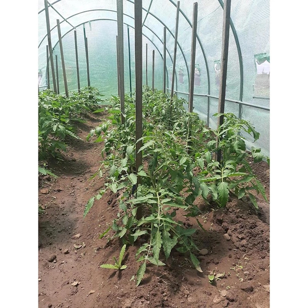 Оранжерия тунелна My garden, 6х3х2м, РЕ, с 12 прозореца и 2врати - Image 2