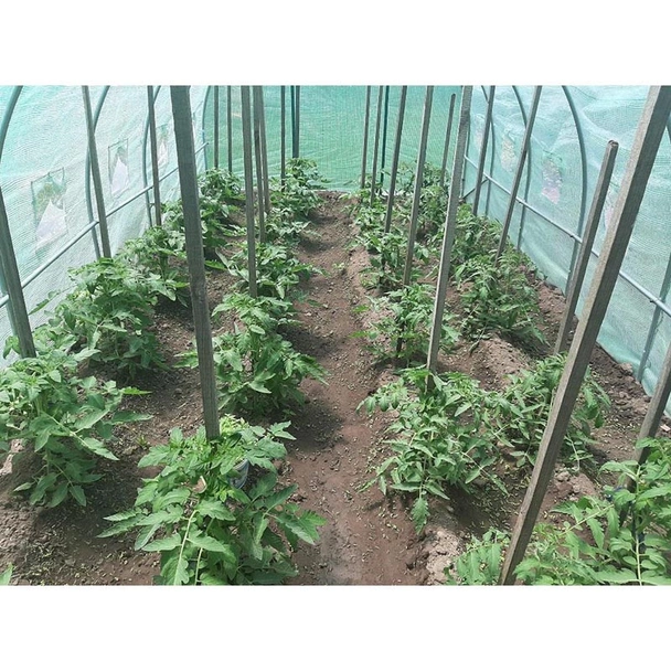 Оранжерия тунелна My garden, 6х3х2м, РЕ, с 12 прозореца и 2врати - Image 3